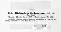 Didymium farinaceum image